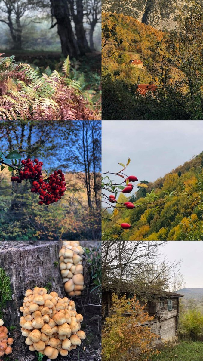 Yenice ormanları, Karabük 🌿🍁