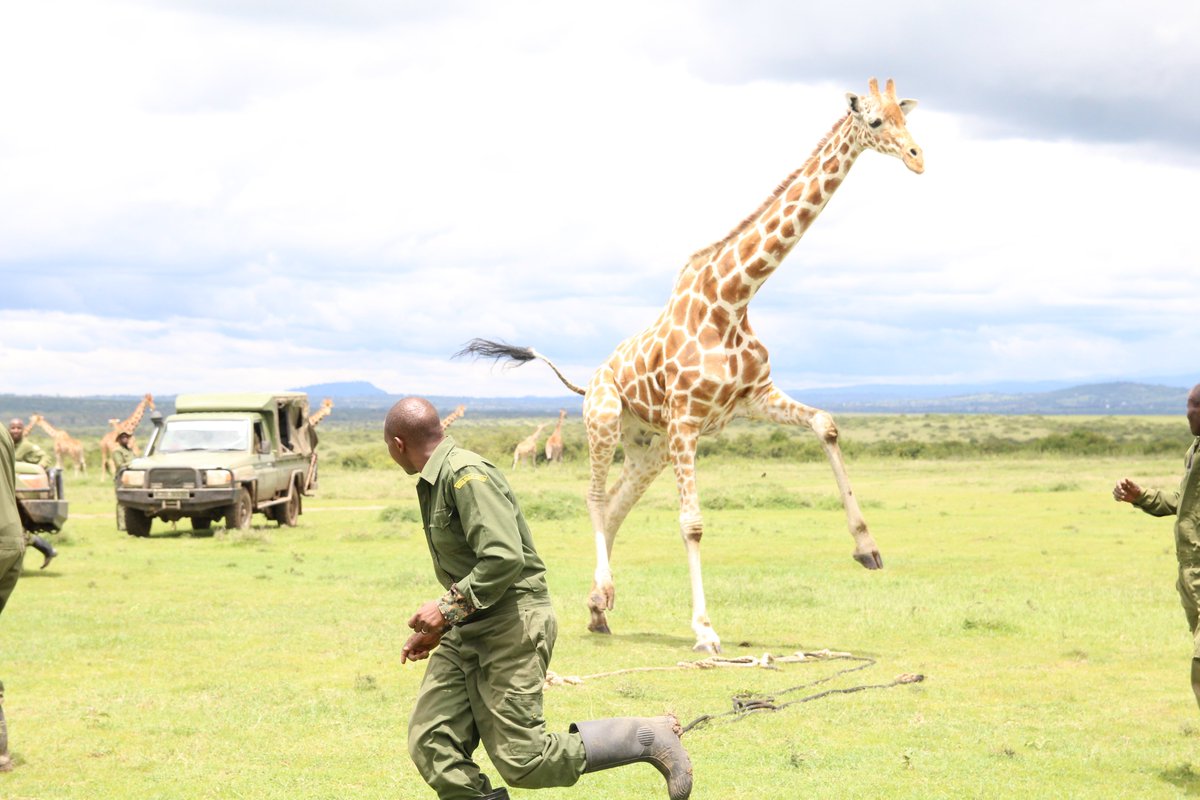 KWSKenya's tweet image. #BehindTheScenes
Caption this. 
Lets start: Mama Yoo! Game over.. Is it leg work ama mguu niponye?

#TunzaMaliYako #fridayfun #ThrivingWildlifeForever