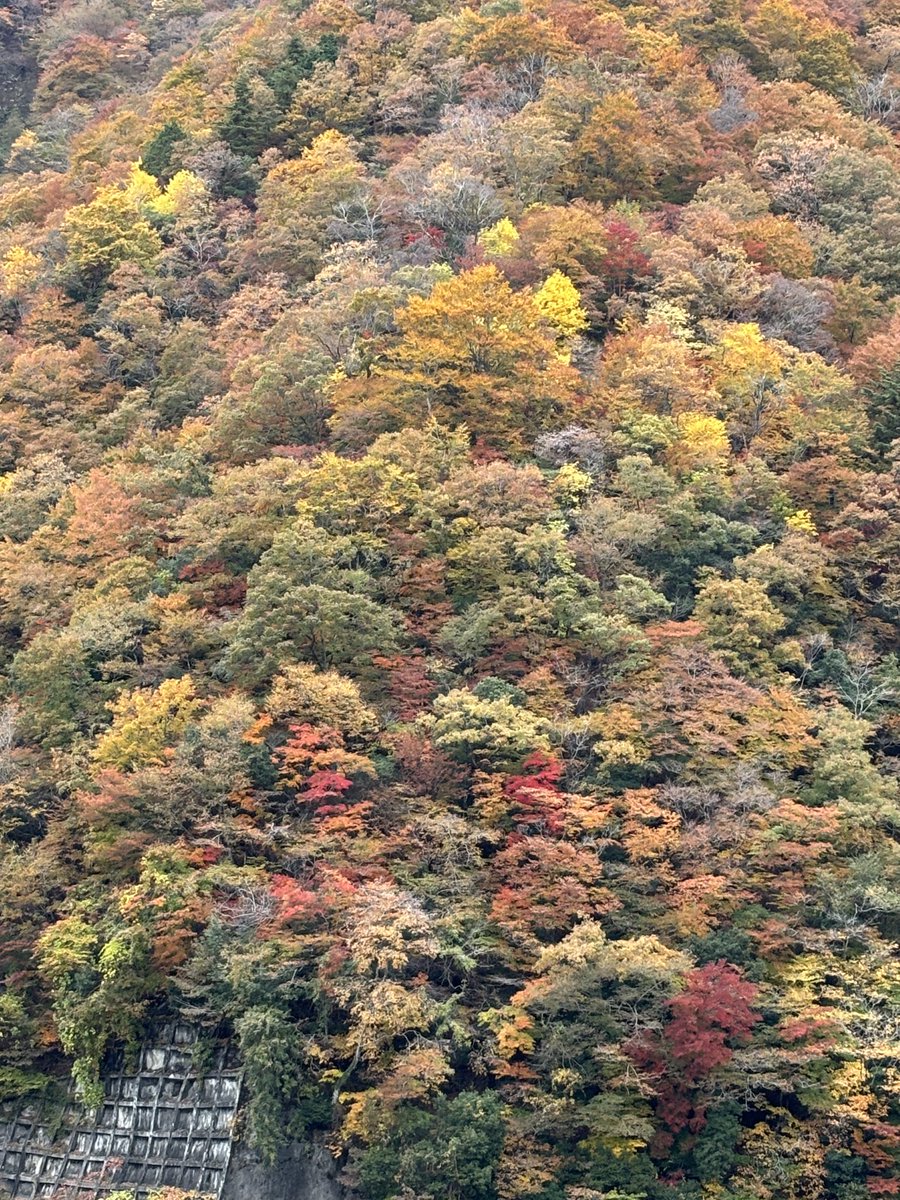スリル満点のジップラインに挑戦！紅葉した山の尾根から尾根に張られた