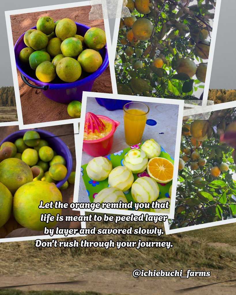 Ichie_buchi's tweet photo. Arise and shine! 🌞

Let the orange remind you that life is meant to be peeled layer by layer and savored slowly.
Don't rush through your journey. 

There's sweetness in every stage, squeeze the joy out of every moment. https://t.co/KQ9RGslou3