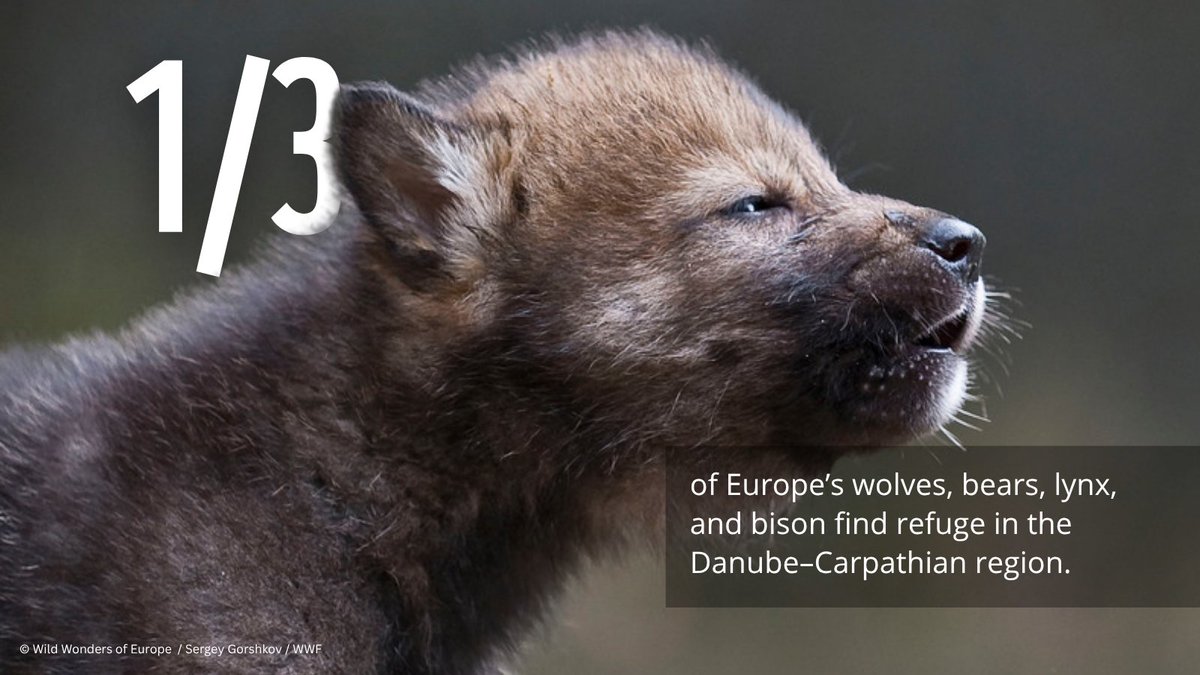 WWF Central and Eastern Europe tweet media