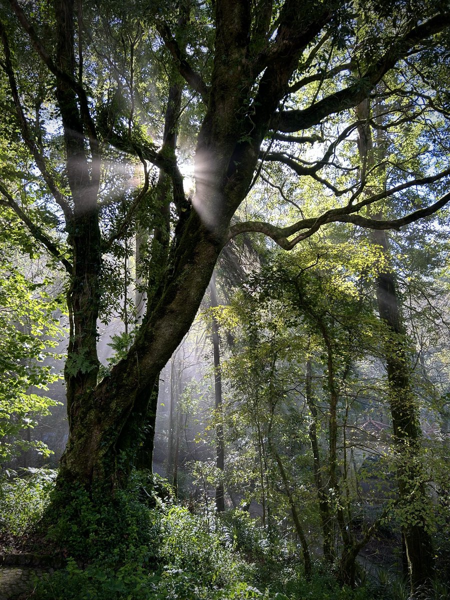 PortmannCarrick's tweet image. lighting the pale veil 
#sunlight #forest