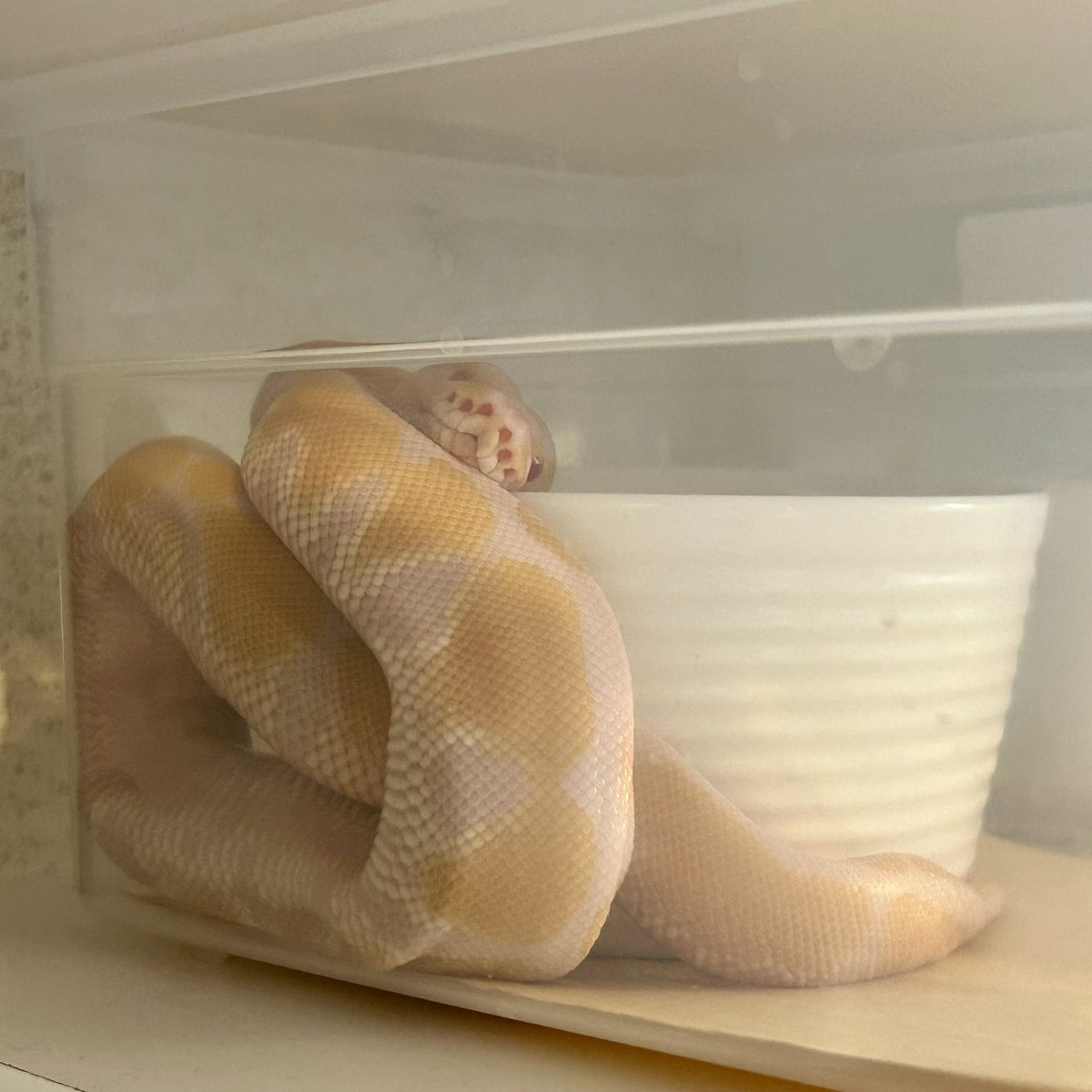 Kayo296's tweet image. すごい寝相だけど、なんか可愛い🥰

#ボールパイソン #ballpython
Albino♂(MVCB)