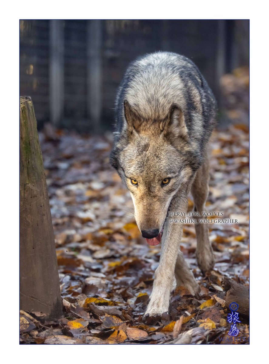 狼の絵 Amazon.co.jp: ZXHYWYM 青い目のオオカミ ウォールアート 白黒 動物