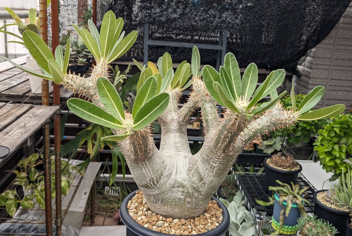 パキポディウム デンシフローラム ブレビカリックス🍂 実生6年と現地株