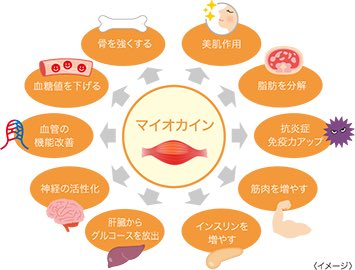 筋肉を作る筋トレは薬💊
これ
新常識！！！！！

筋肉は脂肪を燃やしたり身体を動かすだけじゃ無いんだ
➕
病気や老化を予防するホルモンが筋肉から沢山分泌しているんだよ😍
#筋トレ　
￼
セプテムプロダクツ資料