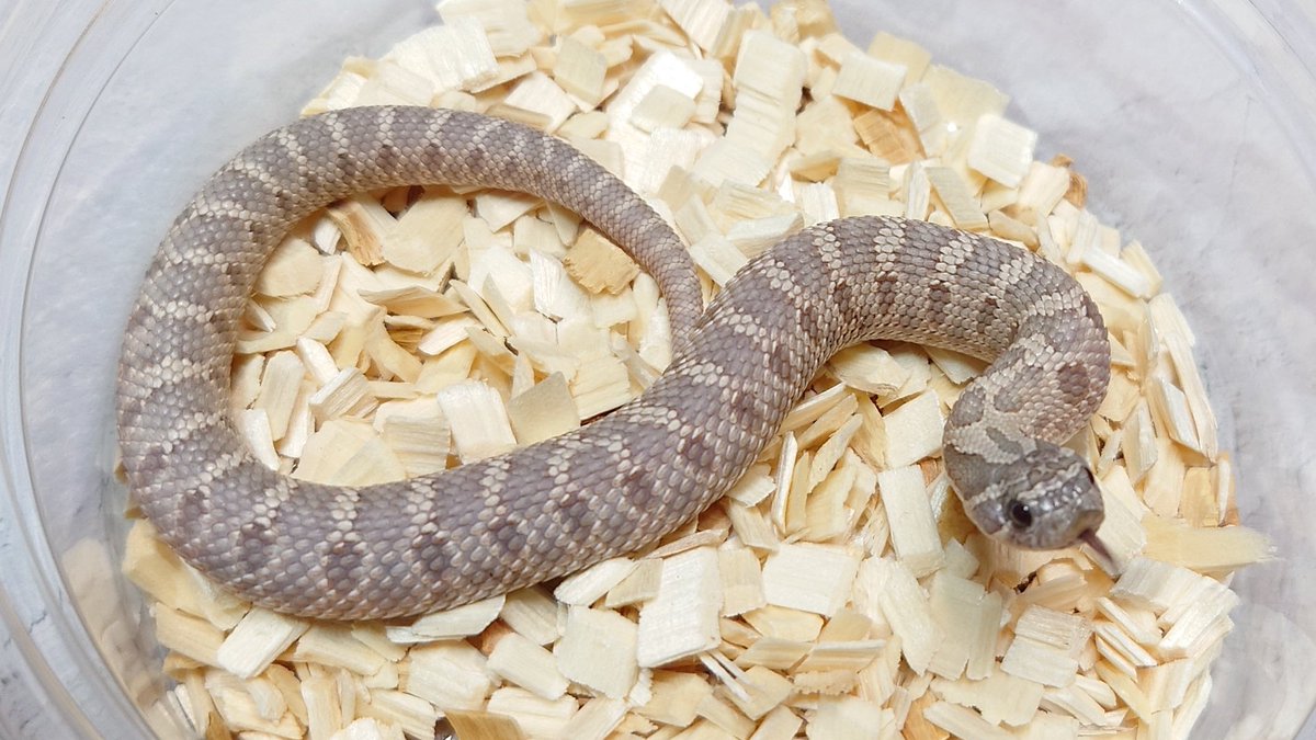 monochrome_rep's tweet photo. 🐍ぶりくら市で販売予定のシシバナ
2025CB其の2
○ラベンダースーパーコンダ♂♀
○ラベンダーコンダ♂♀(複数)
○ラベンダー
○スーパーコンダHetラベンダー♂♀(複数)
#burikura
#シシバナ
#セイブシシバナヘビ https://t.co/ru1jTIjmMU