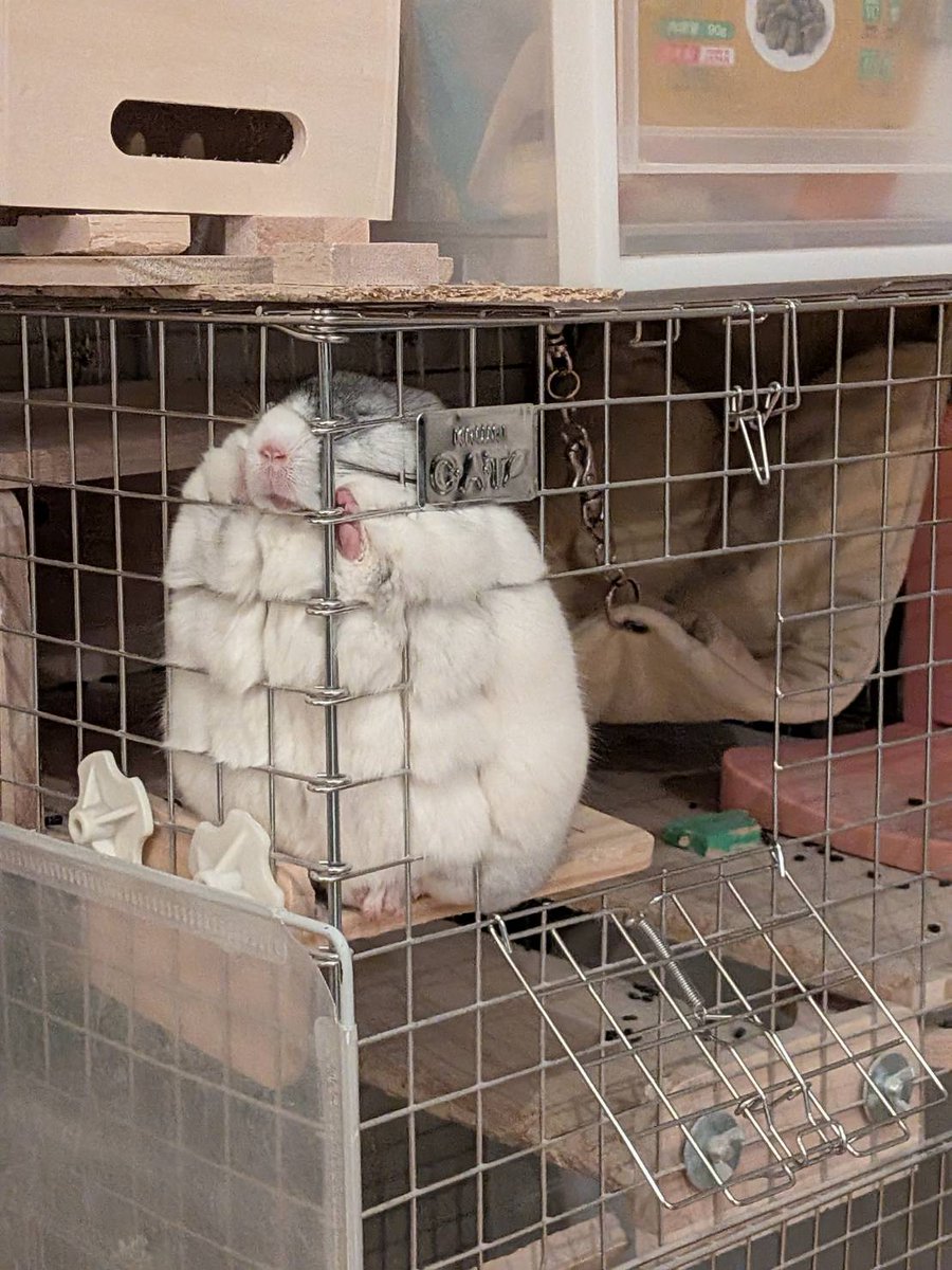 jun40598's tweet image. 白いボンレンスハムみたい