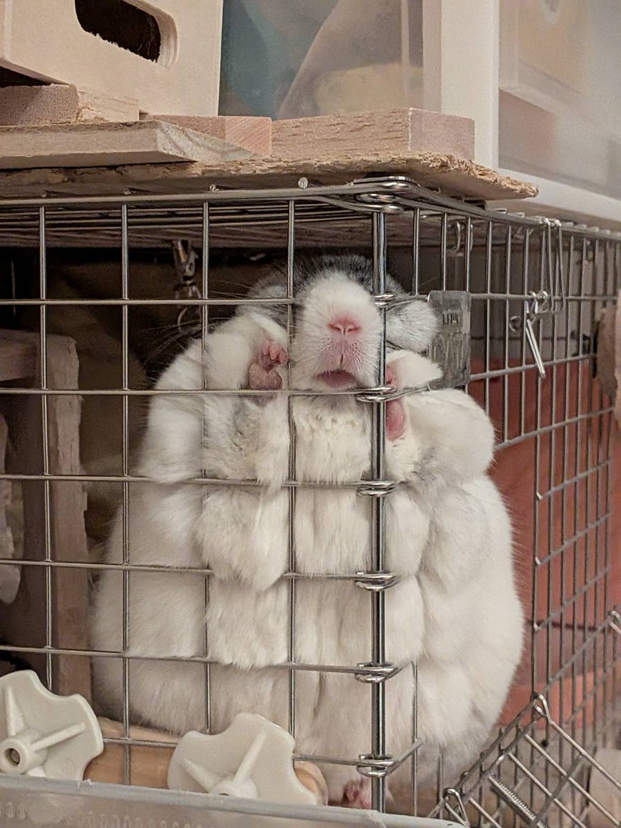 jun40598's tweet image. 白いボンレンスハムみたい