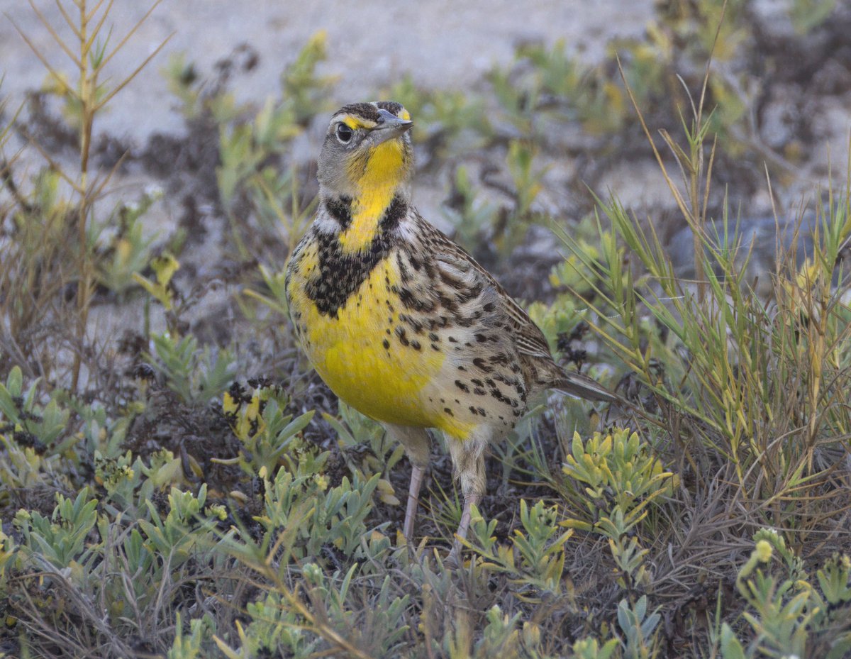 stormcabbirds's tweet image. Western Meadowlark✅. San Diego

Now that&apos;s a cracking bird!