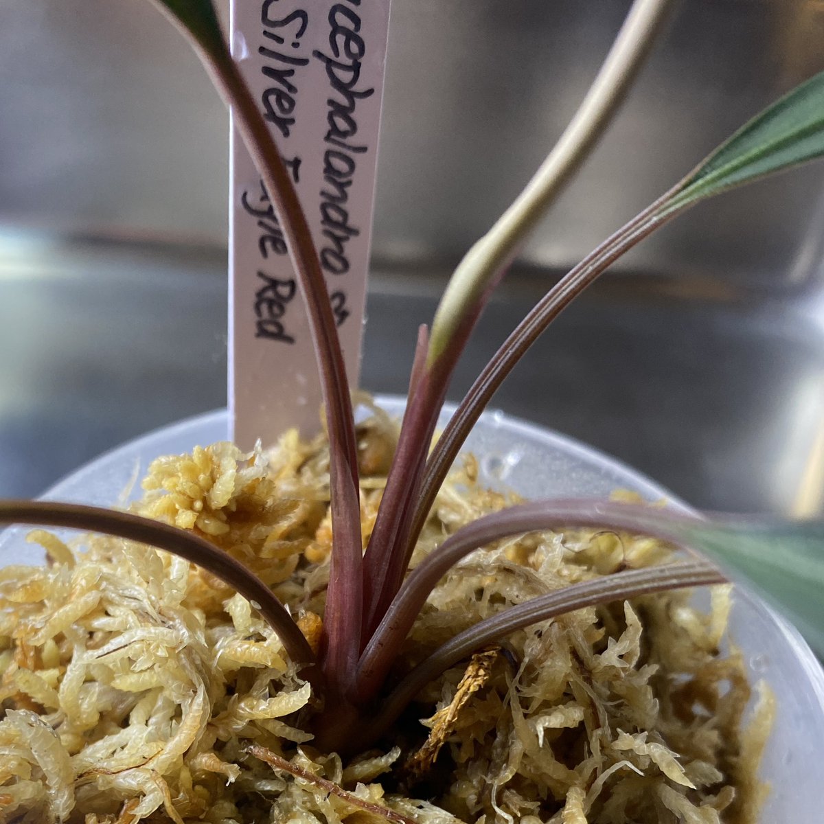 MASA ブセ活中 ホマ (@masamasa07166) / Posts / X