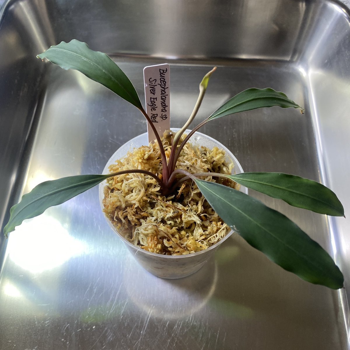 MASA ブセ活中 ホマ (@masamasa07166) / Posts / X