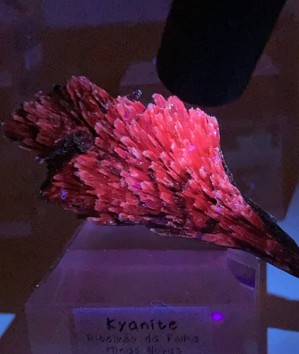 #いい石の日

蛍光させると炎の翼に変わる
ブルーカイヤナイト🪽🔥