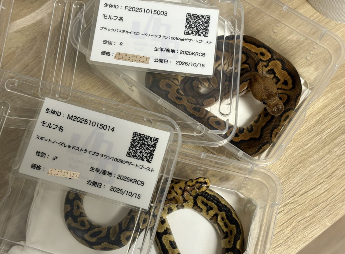 liz_coco_'s tweet image. いつもありがとうございます🙇🏻‍♀️🌟