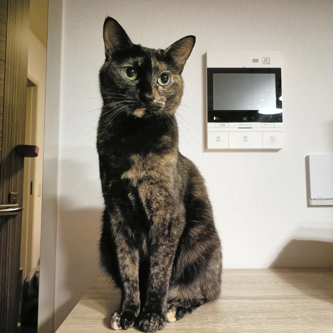 真は錆猫が好き 絵になる猫ちゃんだねぇ