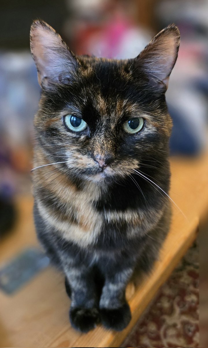 emilyrichmonduk's tweet image. うちの猫💖にノミと虫下しの薬🐾をつけたから、ちょっと拗ねちゃってるの〜💫💞✨🌸🐱💦
#かわいい猫　#猫の薬　#猫の健康　#猫大好き