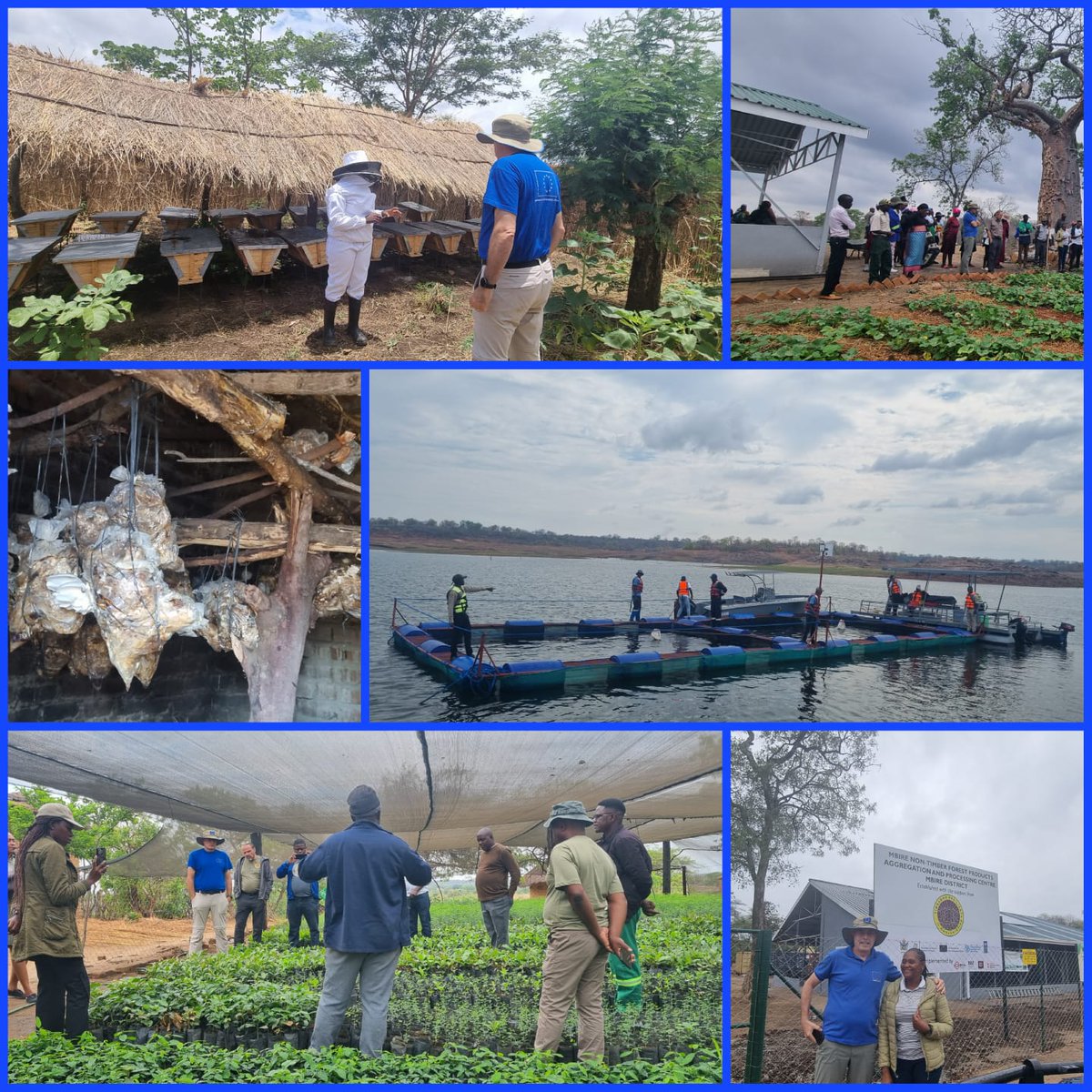 euinzim's tweet photo. Over the past days, @euinzim visited #ZRBF2 resilience initiatives across #Mbire, #Hurungwe and #Kariba districts, at the heart of the Mid-Zambezi Valley landscape. Together with our partners, we saw how communities are strengthening their livelihoods through village business units, NTFP agri-processing hub, floating fish cages🐟 and cold chain facilities, tree nurseries for forest restoration, as well as apiculture🐝 and mushroom-growing🍄 businesses.
These investments reflect the landscape approach guiding our cooperation. Instead of isolated actions, the 🇪🇺EU and #TeamEurope work with communities, authorities and NGOs to build resilience across entire socio-ecological systems—linking climate-smart agriculture, fisheries, forest restoration and nature-based businesses to create sustainable livelihood opportunities.
The mission comes at a key moment, as new 🇪🇺EU #grants on agribusiness and natural resource management are about to be signed, reinforcing and scaling up the resilience pathways initiated under ZRBF2. These upcoming actions will further strengthen value-chain development, natural resources management and ecosystem restoration as well as local economies in Zimbabwe’s priority landscapes.
What we witnessed confirms that investing in people, landscapes and strong partnerships delivers tangible results. Collaboration between communities, the Government of Zimbabwe and their local authorities, @UNDPZimbabwe, @FAOZimbabwe , @DanChurchAidZW (DCA), Bio-Innovation Zimbabwe (BIZ), @fpc_online (FPC), @MyTreesTrust, Matusadona Conservation Trust (MCT), Wildlife Conservation Action (WCA) and other actors continues to drive progress toward climate-resilient rural livelihoods.
#ZRBF2 #TeamEurope #Resilience #IrishAid #ClimateAction #MidZambeziValley #UNDP #DCA #FAO #MyTrees #MCT #WCA #FPC #BIZ