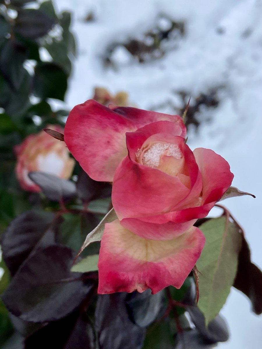 Good morning, happy Friday 😊 #FlowersOnFriday