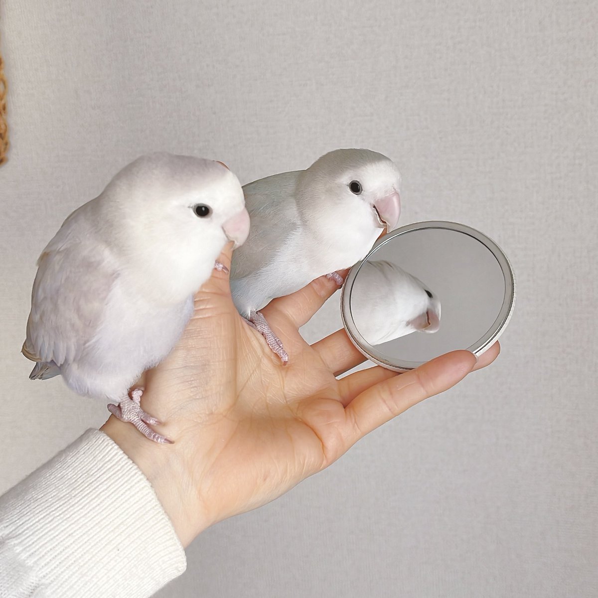 売り切れていたコザクラインコ缶ミラー在庫追加しました🪞✨ コザクラ