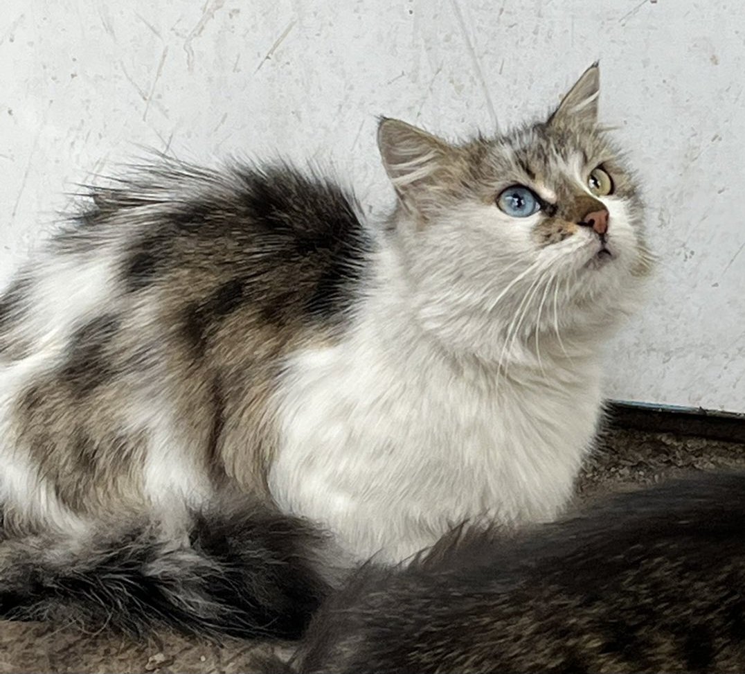 Ohaaa şu kedinin güzelliğine bakın. Ankara bu fırsatlar bi daha gelmez, kap şu kedileri hemen. 🥹