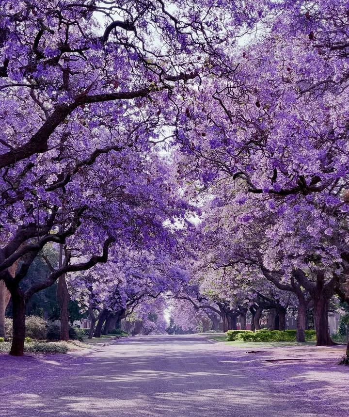 💜