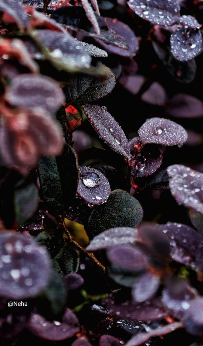 Share your pictures. No words. Just pictures.