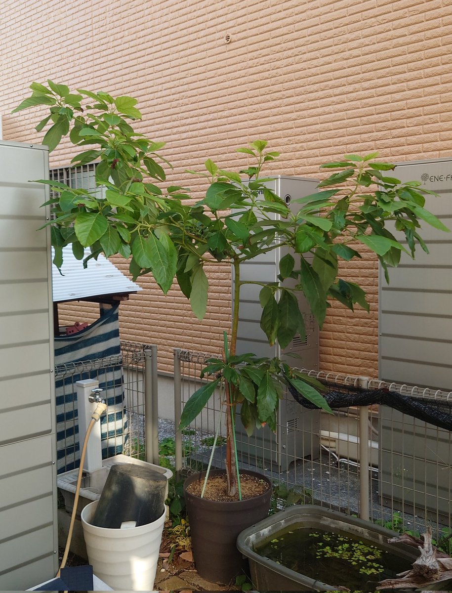 yasu1569's tweet image. 11/14のアボカド