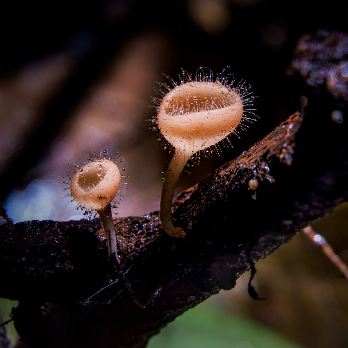 ScienceChannel's tweet image. Happy #FungusFriday✨

The Pezizaceae, also known as the cup fungi, are known for their spore dispersal strategy. Spores form along the inner surface of the &quot;cup&quot;, and when it rains, they splash the spores out of the cup. The curved shape also helps catch wind, sending spores…