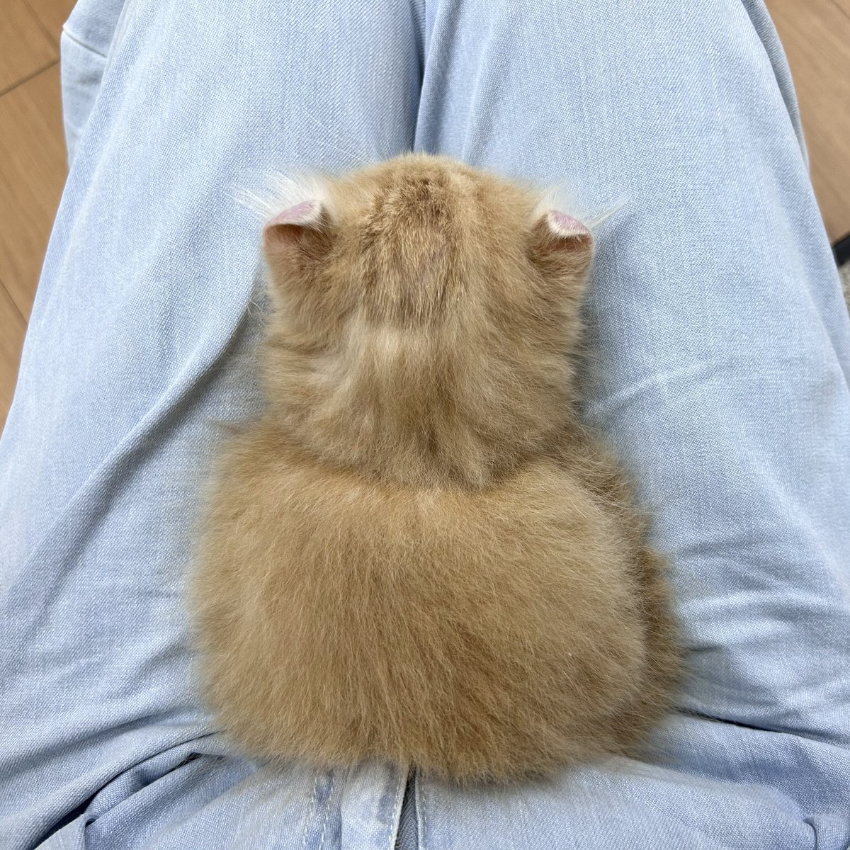 angel (as ㌵㌤の猫) (@angel_p_57) / Posts / X