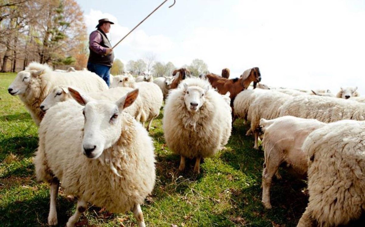 SamaHoole's tweet image. Sardinia is a Blue Zone. Centenarians eating Mediterranean diets, mostly plants, living to 100.

Except the actual data shows Sardinian men (the ones living to 100) eat:
- 60% of calories from animal products
- Cheese at every meal (pecorino romano)
- Lamb regularly
- Pork fat
-…