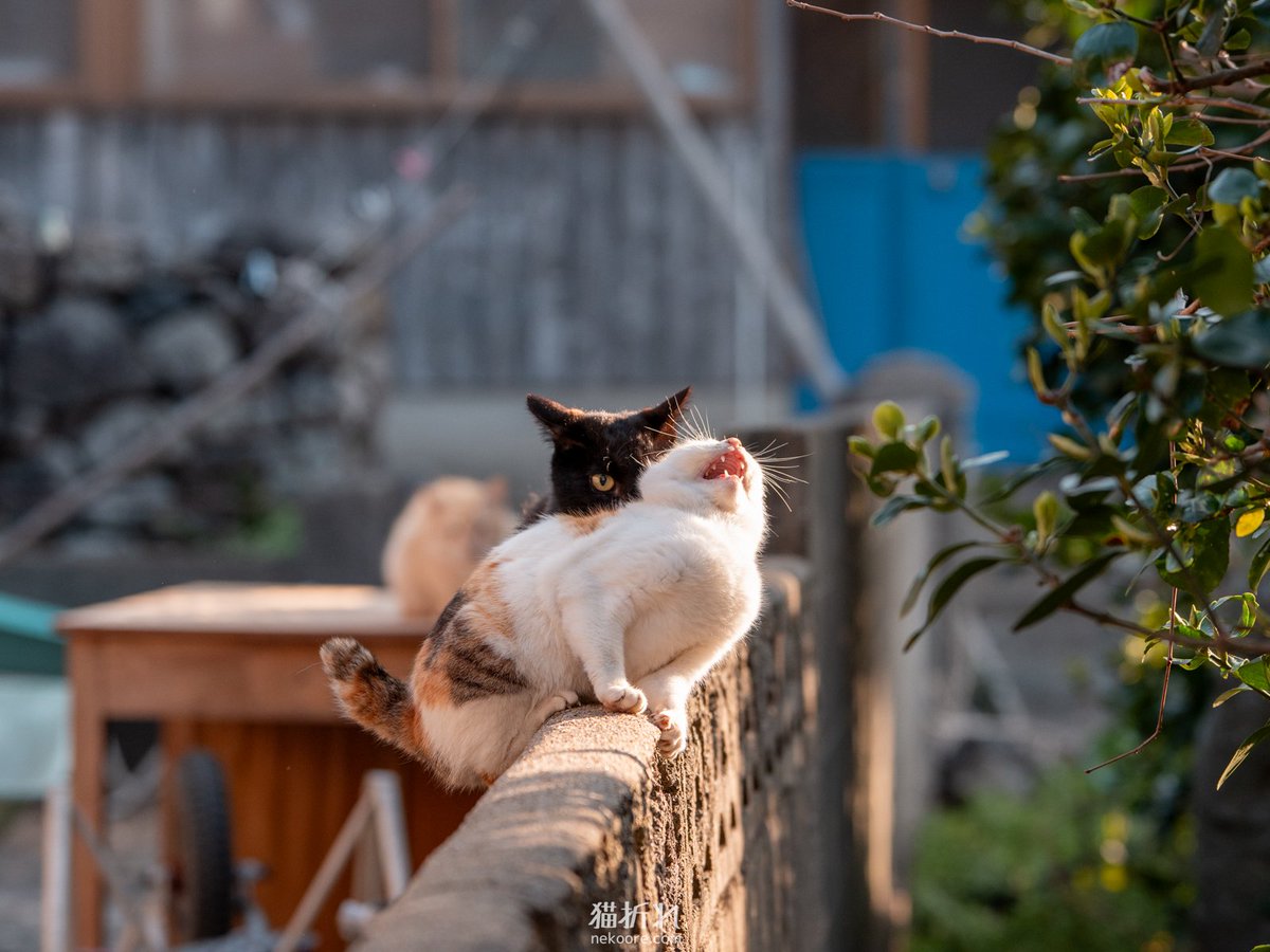 neko_ore's tweet image. 必殺仕事人😼