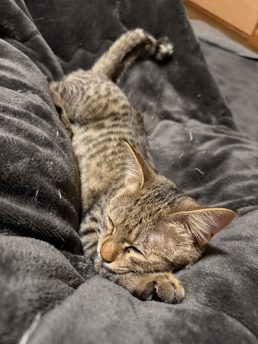 くましゐ🎪🍬⛄️🐌 (@kuma_c28) / Posts / X