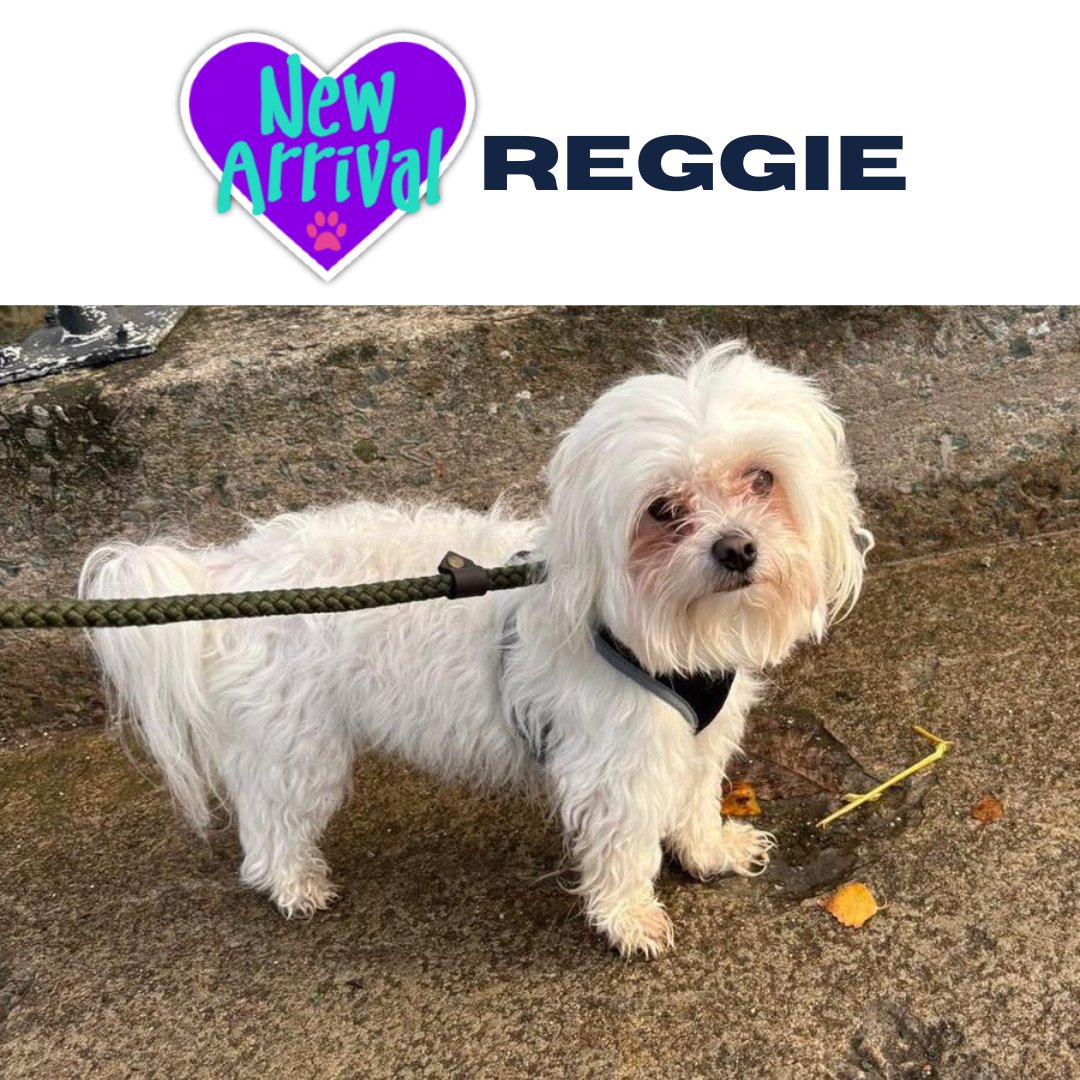 AlmostHome_Dog's tweet image. New arrival #Maltese Reggie almosthome.dog #NorthWales #RescueDog #dogrescue