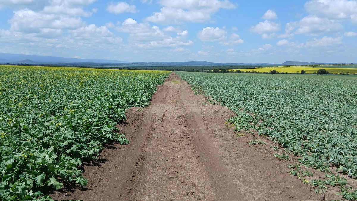 Kenya_Agron's tweet image. Canola after fallow, left, vs double cropped on the right. On the right was even planted later, which should mean it has more 💧 in the profile too. 
The best rain is the rain that has already fallen and been put in the bank 💧🏦