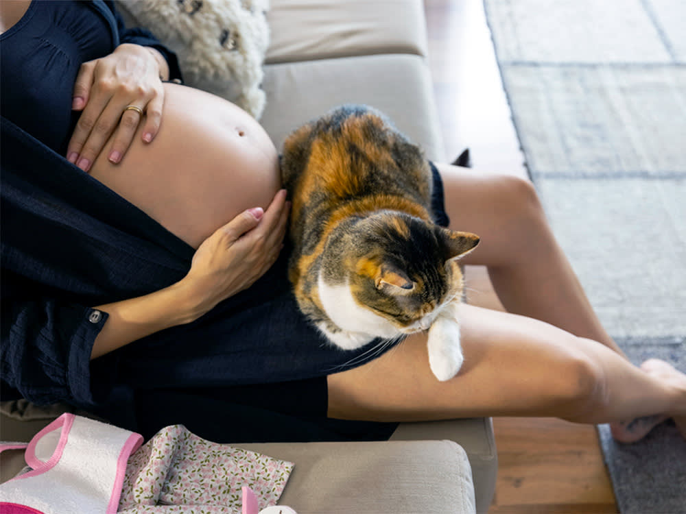 CATS AND PREGNANCY: TOXOPLASMOSIS COULD BE VERY DANGEROUS. 

WHY THIS IS IMPORTANT AT THIS MOMENT WHEN "CAT" IS TRENDING.  

Dear Pregnant women of this green planet, 

When the Cat Purrs and the World Watches: A Pregnant Woman’s Quiet Rebellion

My dear women, those who march