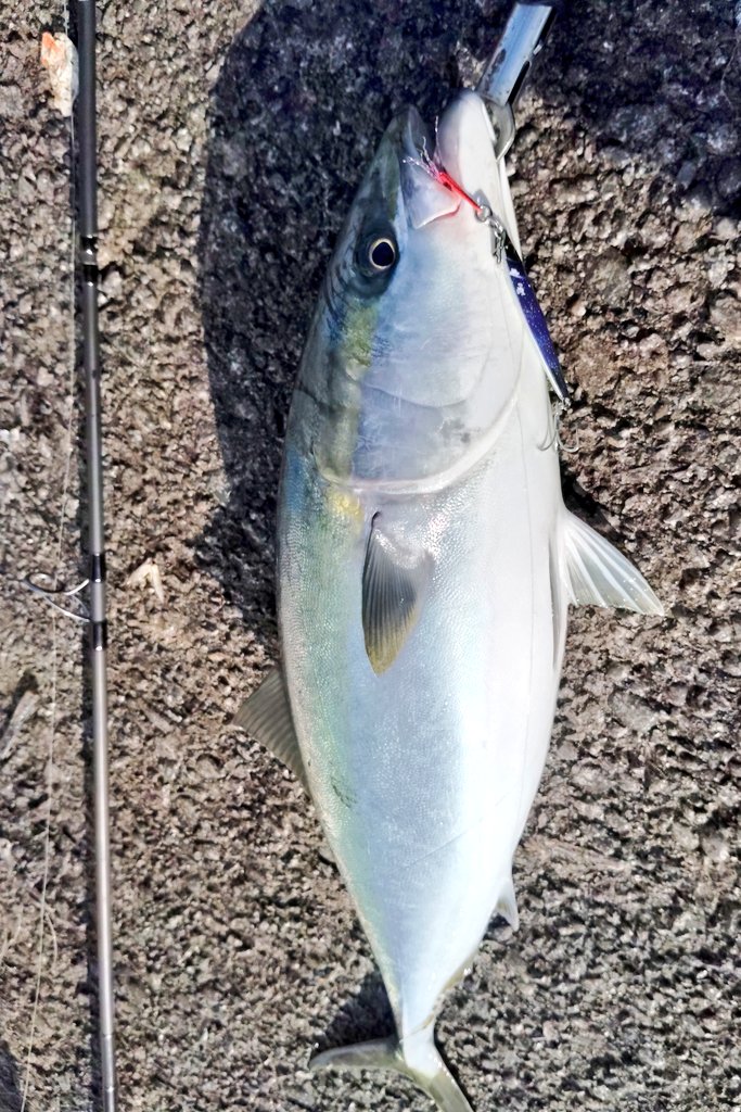 メジャークラフト株式会社 (@info_majorcraft) / Posts / X