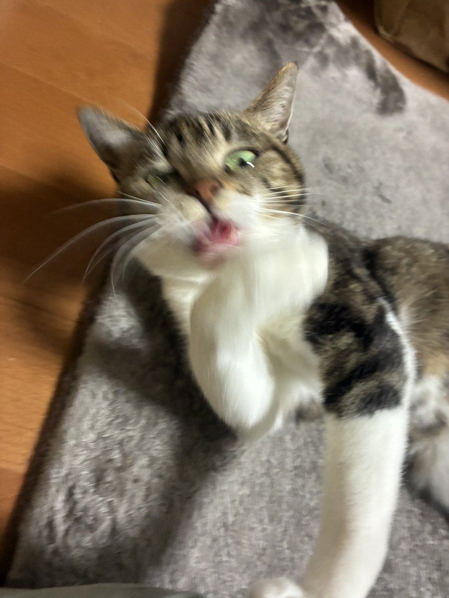 帰宅早々に猫氏にカマチョ祭りされてます 