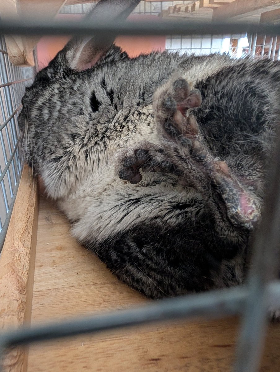 うにと弱音とベビ tweet media