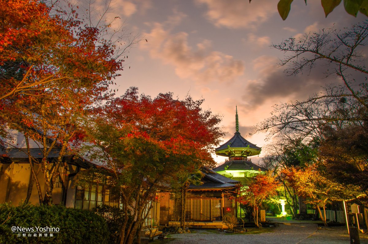 北海道紅葉樹セット 白樺 ミズナラ 山葡萄 他 色彩豊かな渓谷美を堪能
