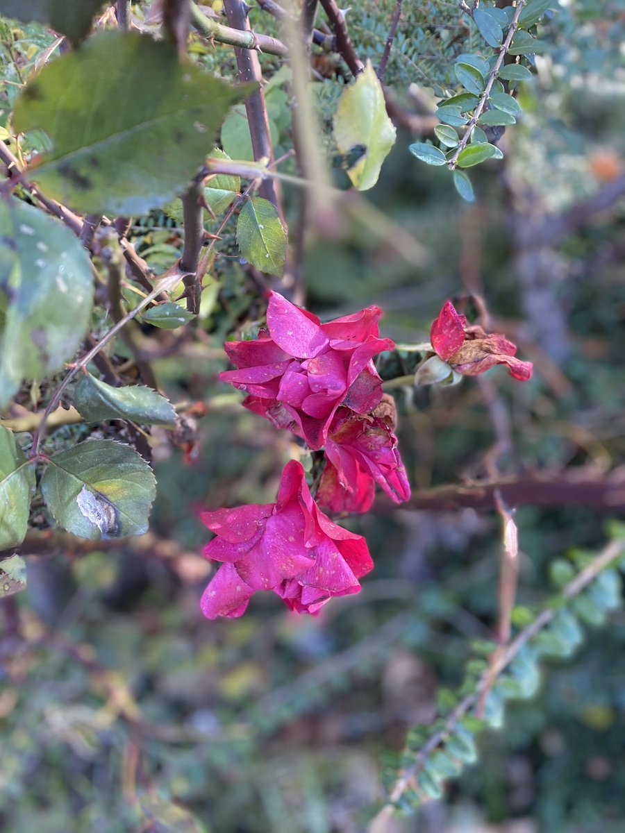 Sonia Zuccaro tweet media