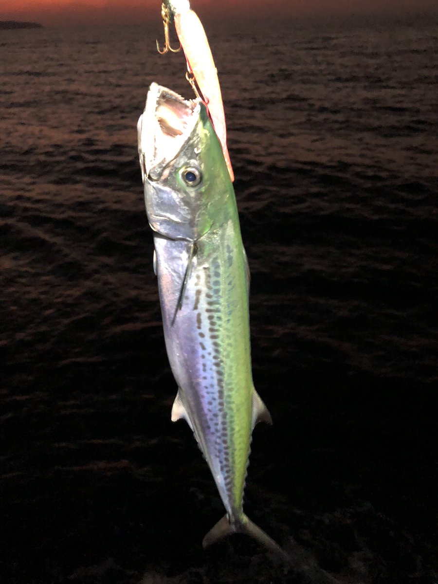 Zono (@Zono28498534) / Posts / X