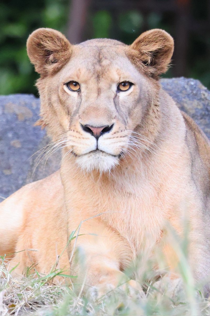 しおり (@clay_love55) / Posts / X