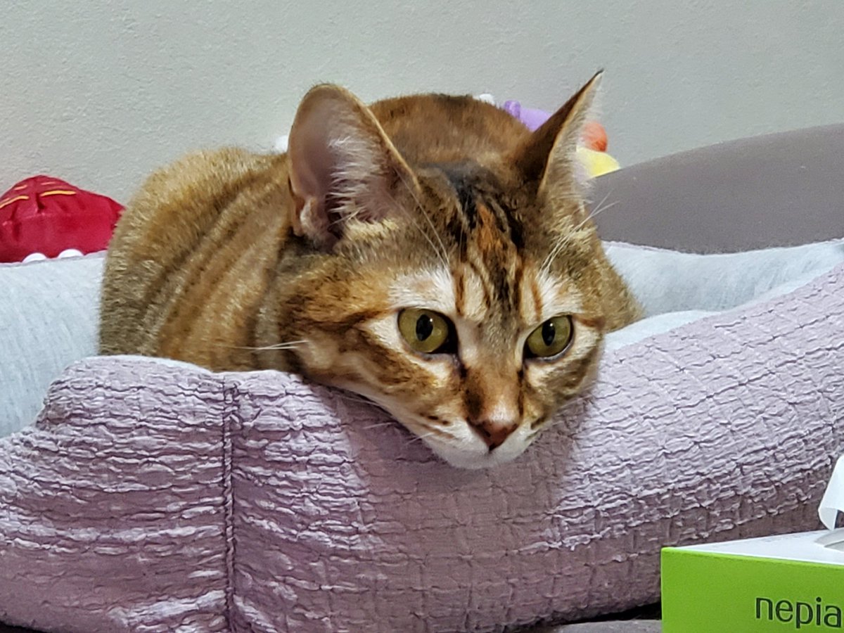 ミジンコ (@ikachan_kurage) / Posts / X