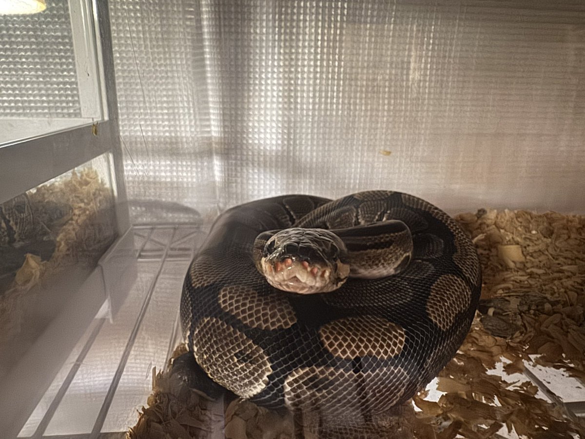PxDRgbb8f3RqZNU's tweet image. どの子も可愛いな🐍

#ボールパイソン
#ballpython
#ノーマル
#バナナ
#クラウン