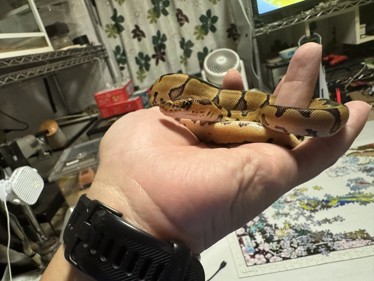 PxDRgbb8f3RqZNU's tweet image. どの子も可愛いな🐍

#ボールパイソン
#ballpython
#ノーマル
#バナナ
#クラウン