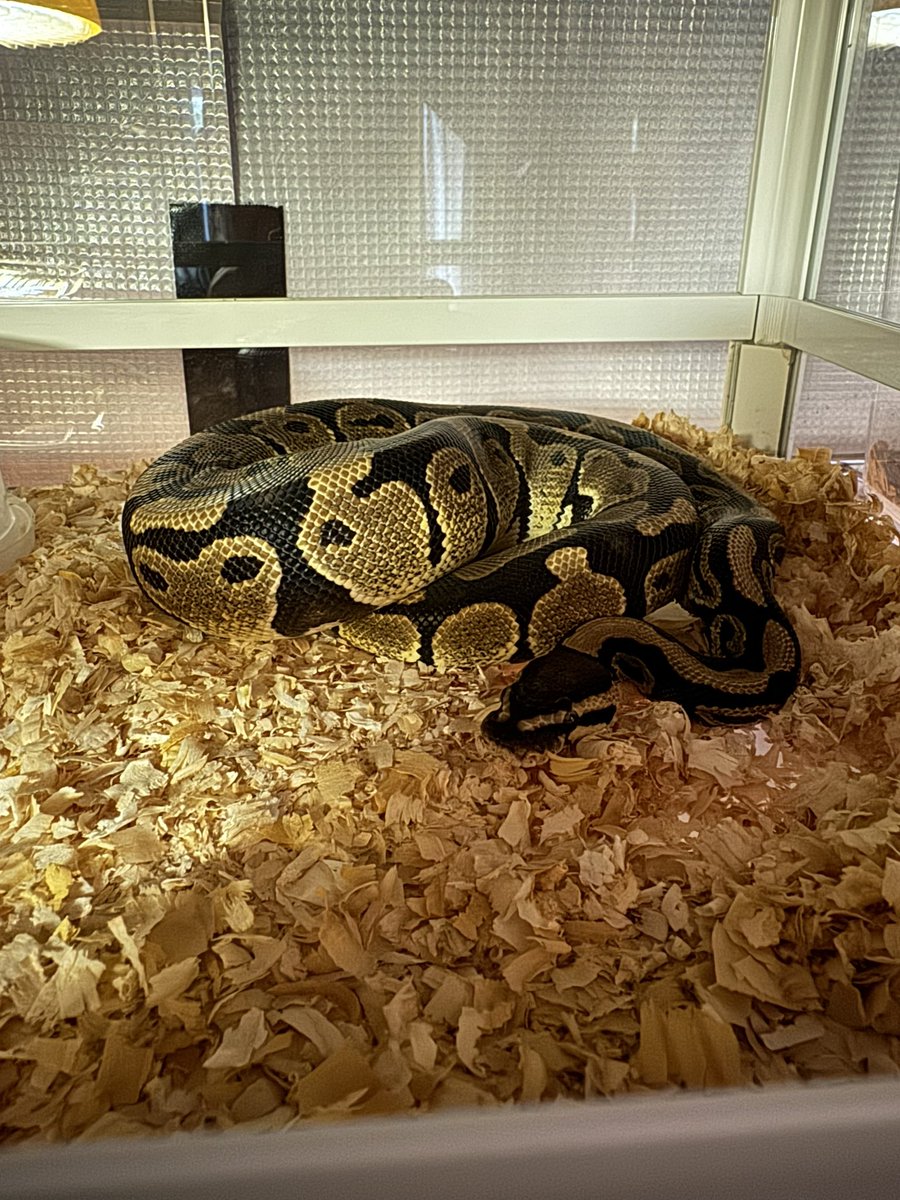 PxDRgbb8f3RqZNU's tweet image. どの子も可愛いな🐍

#ボールパイソン
#ballpython
#ノーマル
#バナナ
#クラウン