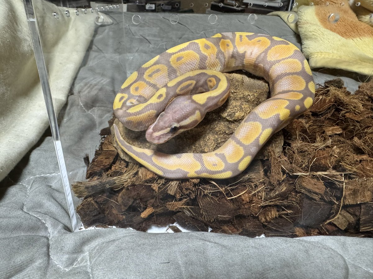 PxDRgbb8f3RqZNU's tweet image. どの子も可愛いな🐍

#ボールパイソン
#ballpython
#ノーマル
#バナナ
#クラウン