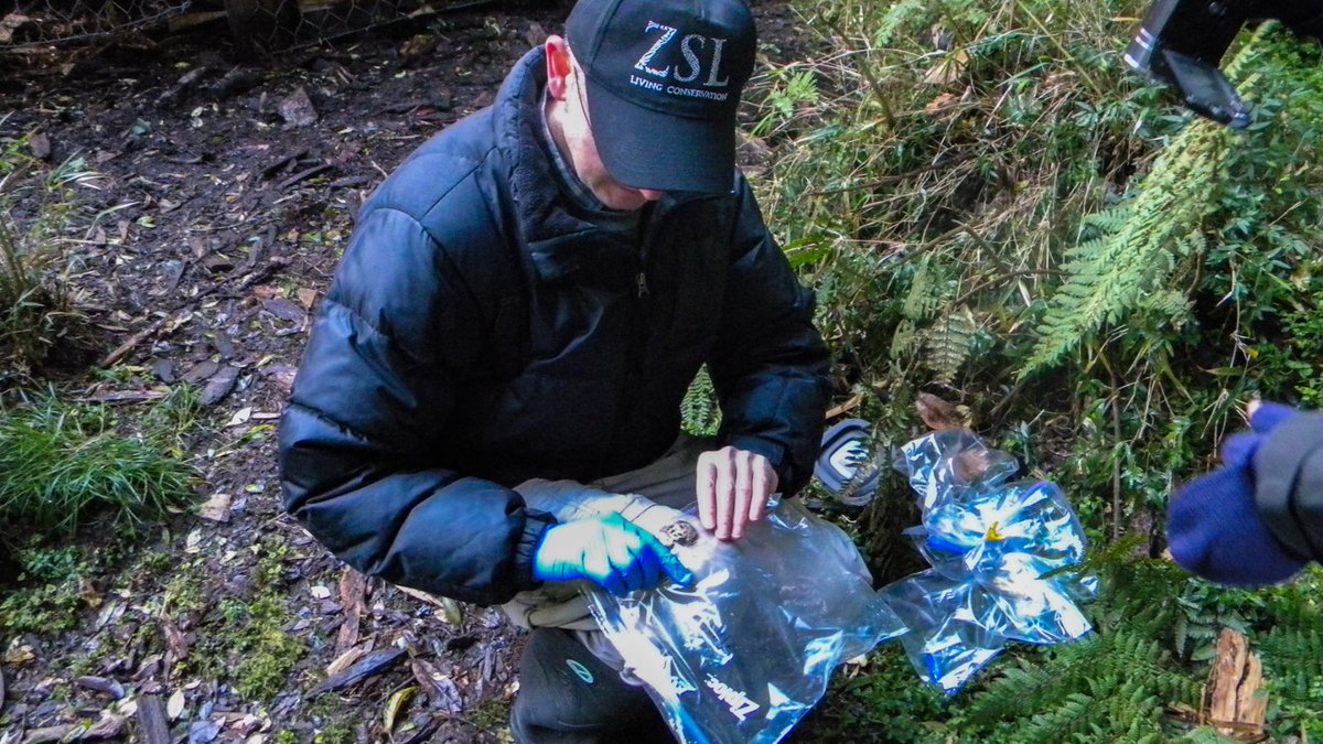 OfficialZSL's tweet image. 🦠 In the 1990s, Professor Andrew Cunningham helped uncover the cause of global amphibian declines: a deadly fungal disease driven by human activity. 

Now, as the Deputy Director of Science at our Institute of Zoology, he continues creating change through research and One Health…