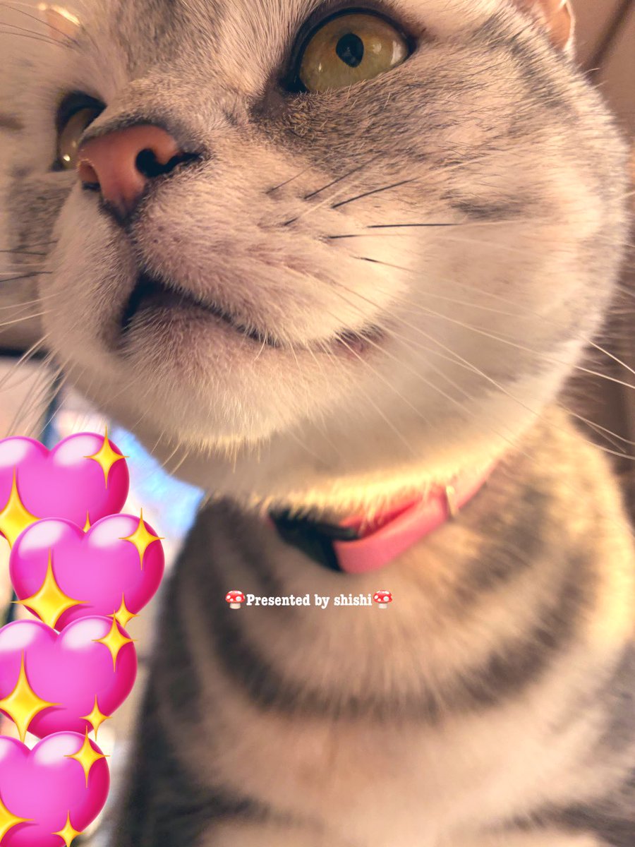 忙しくてトーラムがログイン勲章ギリギリしかやれない
しかも寒くなってきてお風呂上がってからのあんちゃんの「早く寝ろ」の煽りが激しいので自由時間がままならないw