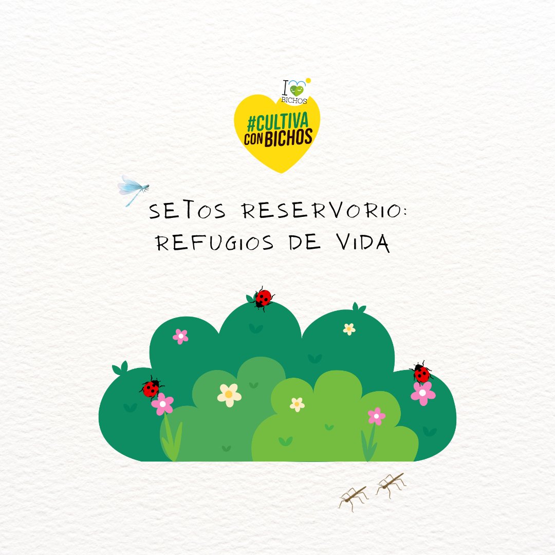 🌸🐞 SETOS RESERVORIO: REFUGIOS DE VIDA 🌼🕷
Los setos reservorios son mucho más que vegetación alrededor del invernadero 🌿:
son auténticos pulmones de biodiversidad que benefician al cultivo, al entorno y al medio ambiente en general 🌍💚